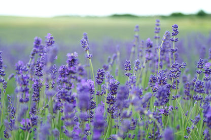 Petal Infused Serums