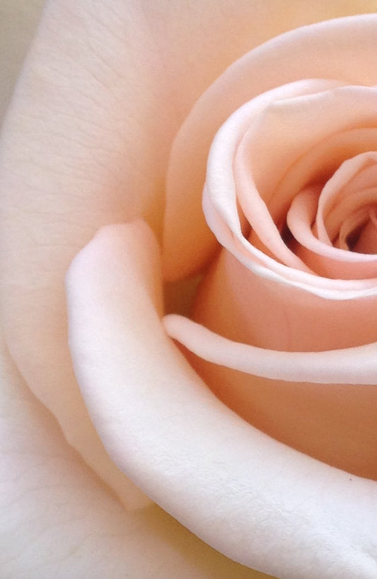 Petal Infused Serums